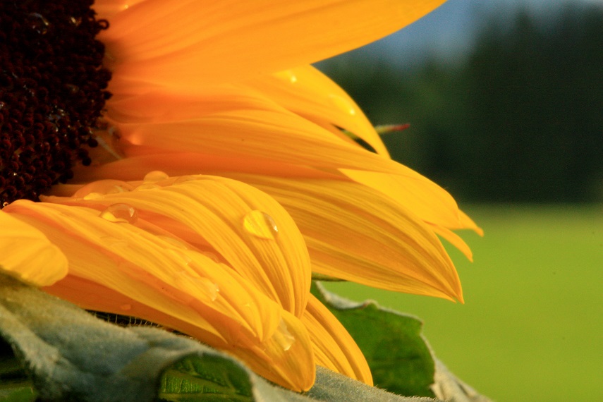 Sonnenblumentag